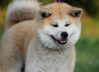 AKITA akita-pas