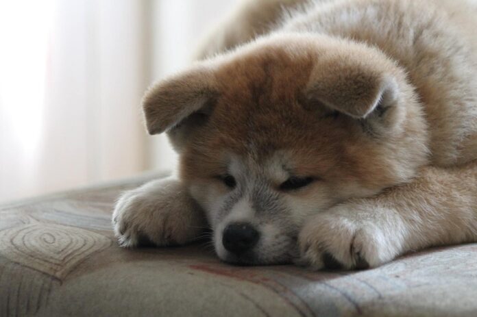 akita-pas3