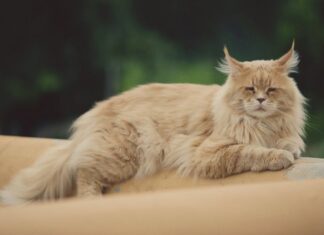 KEFIR – NAJVEĆI MEJN KUN NA SVETU? (FOTO I VIDEO) mejn-kun-mačka2