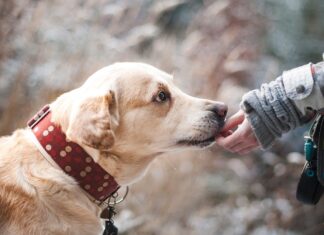 LJUDSKE EMOCIJE KOJE IZRAŽAVAJU I PSI pas-labrador