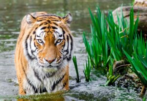 tigar-voda