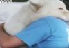 ČISTA EMOCIJA – SPOT KOJI GOVORI VIŠE OD HILJADU REČI (VIDEO) why-world-video-spot-zagrljaji-životinje