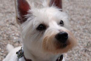 zapadno-škotski-terijer-vesti-westie