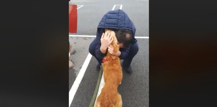 pas-retriver-susret-beograd