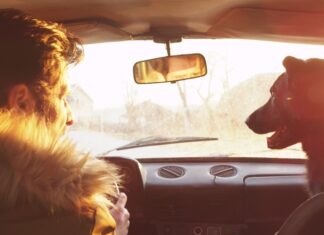 PSI UMIRU SAMI – NOVI DOMAĆI FILM SA PSOM U JEDNOJ OD ULOGA Psi-umiru-sami