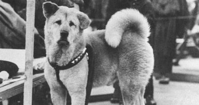 hačiko-pas-akita-priča