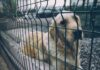 OBAVEZNA STERILIZACIJA PASA I MAČAKA – DA ILI NE? pas-rešetka-kavez