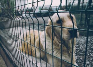 OBAVEZNA STERILIZACIJA PASA I MAČAKA – DA ILI NE? pas-rešetka-kavez