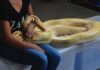 ZMIJE, TARANTULE, GUŠTERI – ŠTA MORATE ZNATI O DRŽANJU EGZOTIČNIH LJUBIMACA