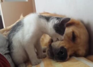 HOĆEŠ LI ME PUSTITI DA SPAVAM? (VIDEO) mačka-pas-spava-zlatni-retriver-mače