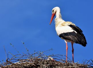 KRAJ JEDNE LJUBAVI – MALENA OSTALA BEZ KLEPETANA bela-roda