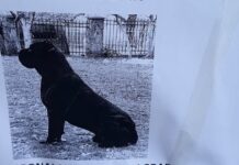 TRAŽI SE PAS NA AVALI – NESTAO CANE CORSO (FOTO) nestao-pas-avala