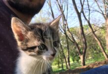 PRONAĐENA TRI PRESLATKA MAČETA NA BANOVOM BRDU (FOTO) pronađeni-mačići-mače-mačka-banovo-brdo-park