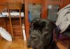 PRONAĐEN VLASNIK* PRONAĐEN CANE CORSO U BEOGRADU, TRAŽI SE VLASNIK cane-corso
