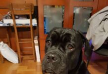 PRONAĐEN VLASNIK* PRONAĐEN CANE CORSO U BEOGRADU, TRAŽI SE VLASNIK cane-corso
