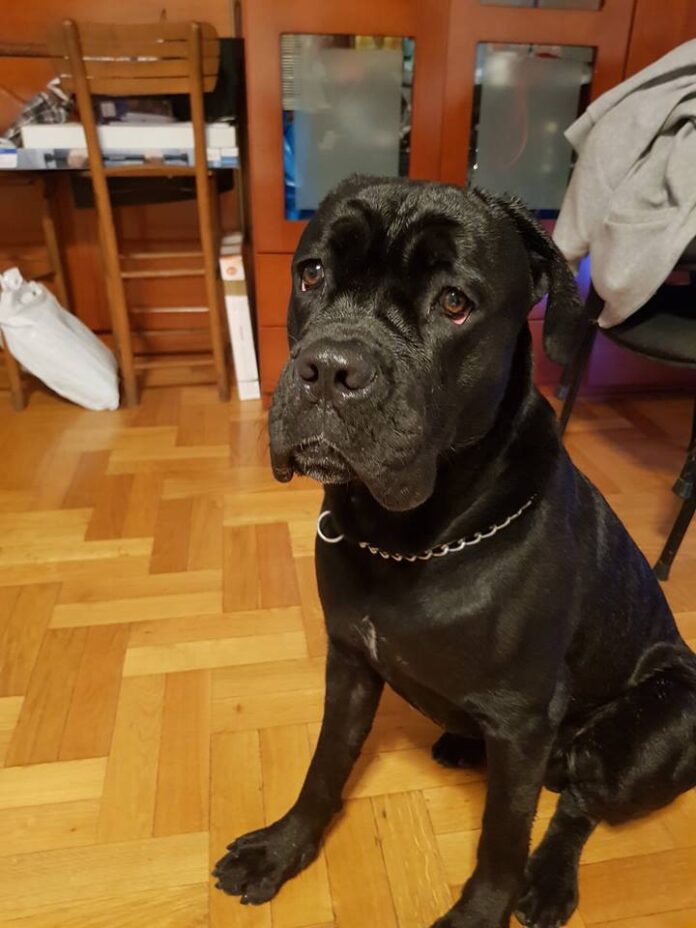 cane-corso