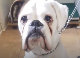 MAKOVE TUŽNE OČI RASPLAKALE INTERNET (VIDEO) BAK-tužan-internet