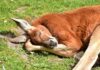 SLIKA KOJA JE SVE RAZNEŽILA STIŽE IZ BEO ZOO VRTA (FOTO) kengur-životinje-emocije