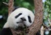 RODILA SE BEBA DŽINOVSKE PANDE panda