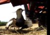SUPER MAMA – DIRLJIV VIDEO POKAZAO SVU LJUBAV JEDNE MAJKE (VIDEO) pitca-traktor-reakcija