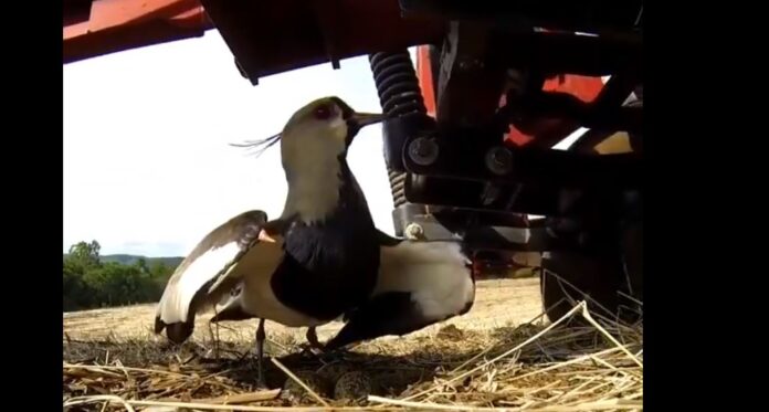 pitca-traktor-reakcija