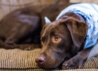 LABRADORKA PRVA DOBILA SVOG VLASNIKA (VIDEO) labrador