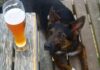 KOLIKO OPASNO MOŽE BITI AKO VAŠ PAS POPIJE GUTALJ PIVA? pas-pivo