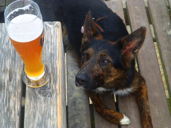 pas-pivo