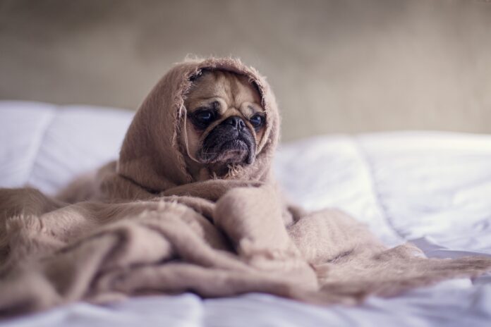 mops-pas-rasa