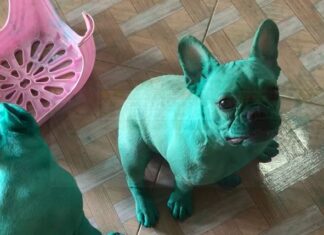MALI ZELENI HULK – OBOJILI SU SE U ZELENO I NASMEJALI SVET (VIDEO) zeleni-buldozi-psi-boja