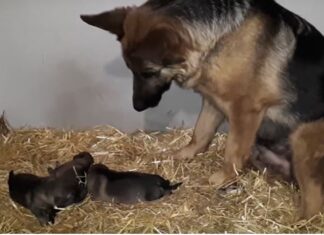 MAMA I NJENI ŠTENCI – NEIZMERNA LJUBAV U JEDNOM SNIMKU (VIDEO) kuja-pas-štenci-štene-mama