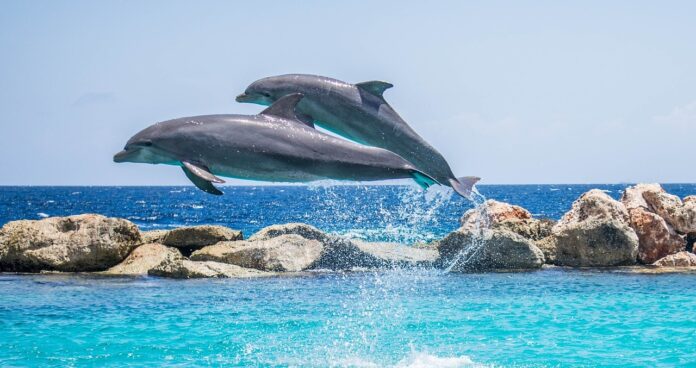 delfini