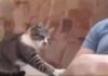 SNIMAK MAČORA IZ CRNE GORE POSTAO HIT U REGIONU (VIDEO) mačor-iz-crne-gore