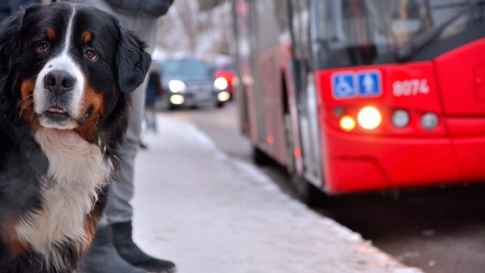pas-čeka-isti-autobus