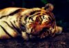 KOLIKO JE TIGROVA OSTALO NA SVETU? tigar-tigrovi