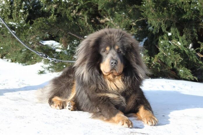 tibetanski-mastif-rasa