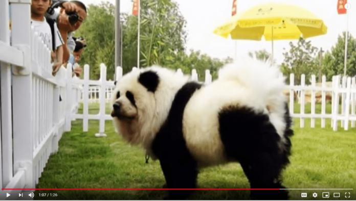 čau-čau-kina-panda