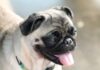 MOPS (PUG) mops-pas-rasa