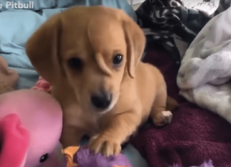 ŠTENE SA DODATNIM REPOM NA GLAVI, GDE JE SADA? (VIDEO/FOTO) štene-rep-glava