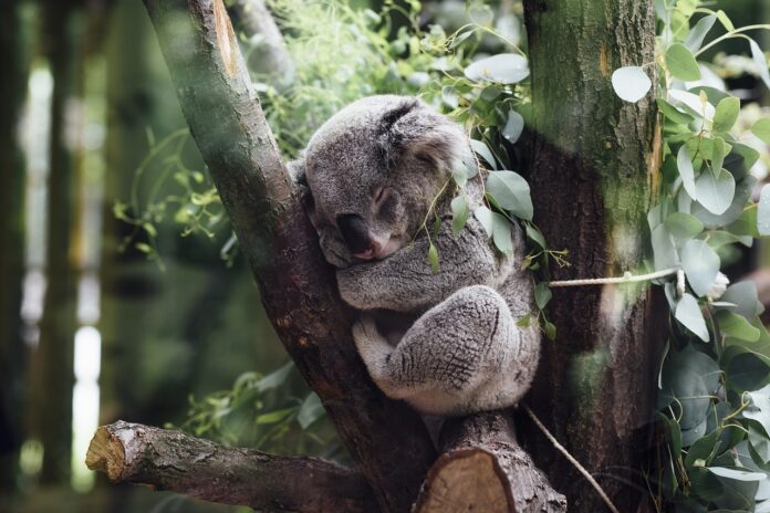 koala-drvo-šuma