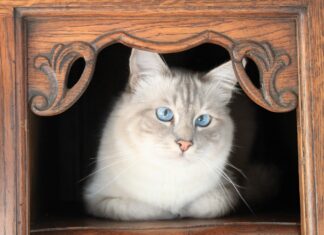 ČOVEK KOJI JE PRETVORIO SVOJU KUĆU U IGRALIŠTE ZA MAČKE (VIDEO) birmanska-mačka