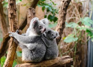 POTRESNE VESTI – KOALE FUNKCIONALNO IZUMRLE koala-drvo-šuma