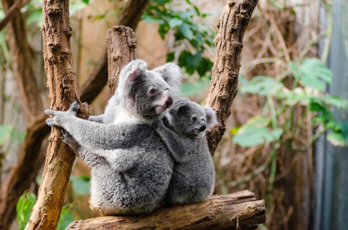 koala-drvo-šuma