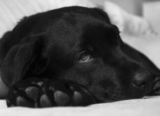 BOLEST SRČANOG CRVA KOD PASA (DIROFILARIA IMMITIS) labrador-380800_1920