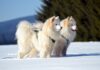 SAMOJED samoyed