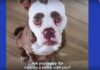 DA LI ONA IMA NAJČUDNIJE OBRVE NA SVETU? (VIDEO) obrve-pas
