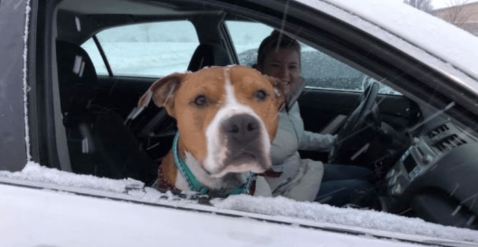 zeus-pitbul