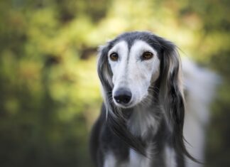 PERSIJSKI HRT – SALUKI perskijski-hrt-saluki-rase-pasa