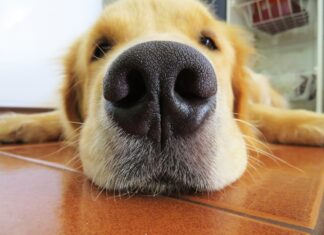 ZLATNI RETRIVER BEJLI PRVI PUT UPOZNAJE BEBE ZEČEVE (VIDEO) zlatni-retriver-rasa-njuška