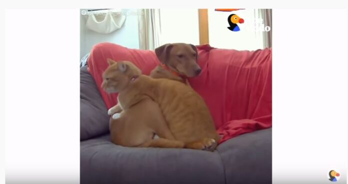 pas-mačka-dodo